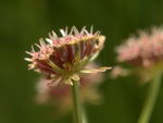 چوب پنبه ای